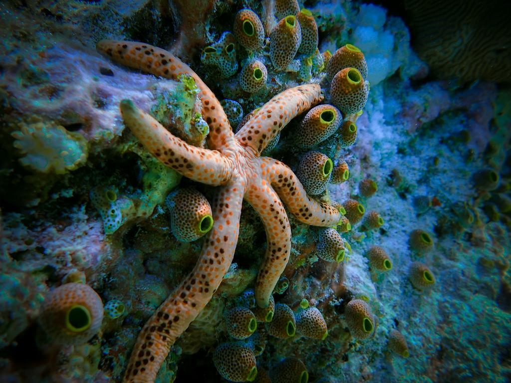 Coral Reef View Inn Alifu Atoll Kültér fotó
